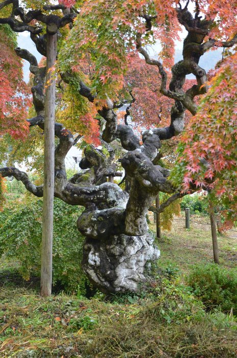 🍁 나카카마도 수양단풍나무(나카카마도노시다레모미지)